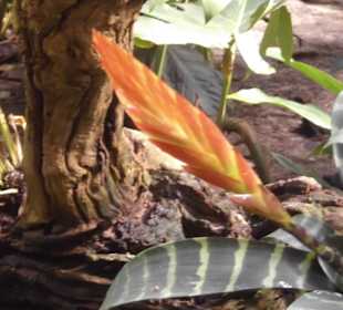 Weltvogelpark Walsrode