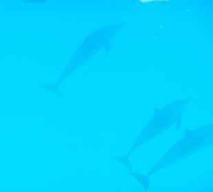 Delfinausflug