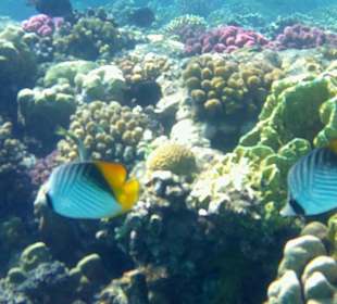 Schnorcheln Abu Dabbab