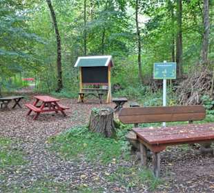 Waldklassenzimmer im Natureum