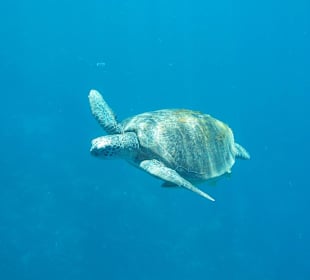 Auftauchen aus der Tiefe