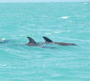 Nach langem Suchen endlich gefunden