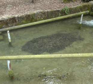 Wandertour durchs Reissenbachtal Oberhausen