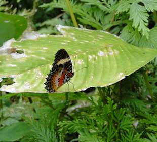 Poring Hot Springs - Schmetterlingsgarten