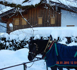 Pferdeschlittenfahrt