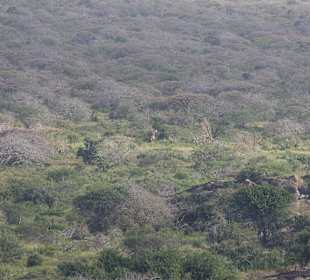 Nationalpark Kenia
