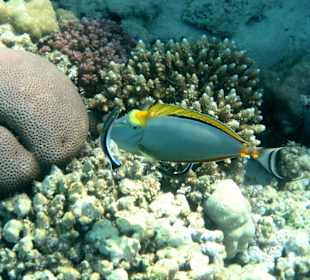 Doktorfisch und Putzer