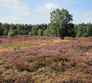 Das Pestruper Gräberfeld zur Heideblüte