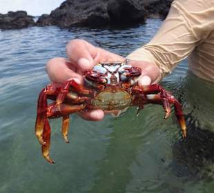 Crab