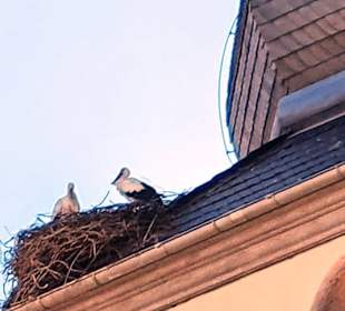 Storchennester am Turm