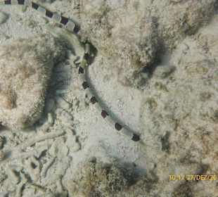 Schlange - direkt zwischen den Fischerbooten