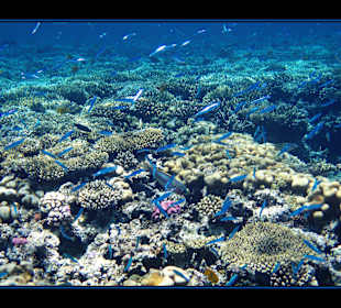 Delphintour 02.05.2012