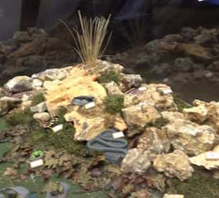 Natur- und Jagdmuseum