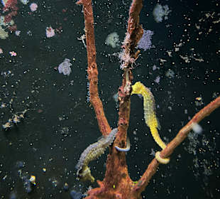 Aquazoo Löbbecke Museum Düsseldorf