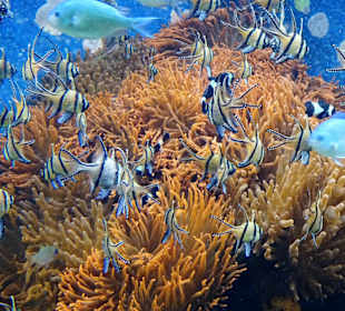Impressionen aus dem Aquazoo Löbbecke Museum