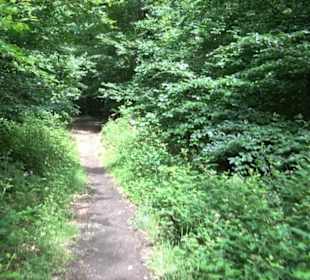 Wanderweg - Alter Steinbruch Pfaffenberg Runde