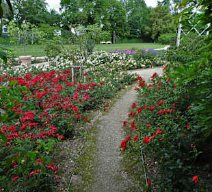 Spaziergang durch den Rosengarten Coburg