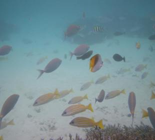 Schnorcheln bei Wasserbungalows