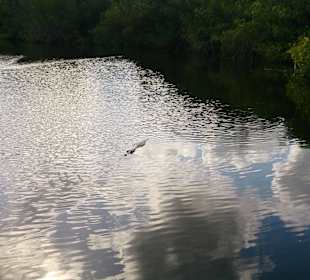 Lagune mit Krokodilen im Dschungel
