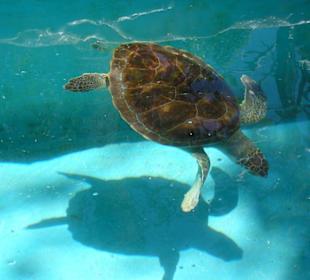 Meeresschildkrötenstation