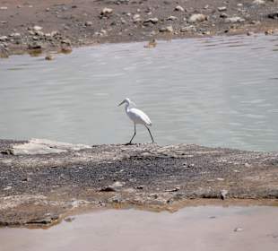 Dünen von Maspalomas
