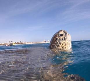 Schnorcheln Abu Dabbab