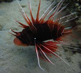 Schnorcheln Makadi Bay