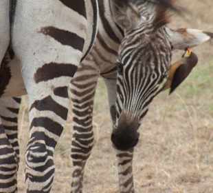 Masai Mara