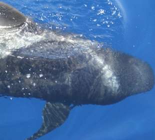 Walwatching mit Eden Charter