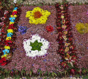 Blütentapeten auf den Straßen