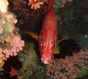 Bunte Unterwasserwelt