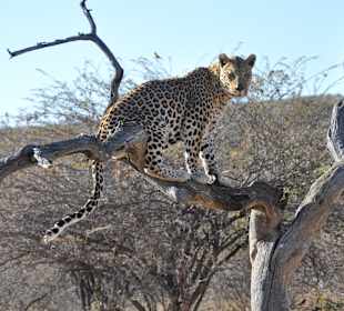 Leopard auf Okonjima