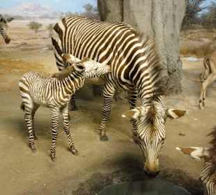 Dioramen aus Afrika im Übersee-Museum