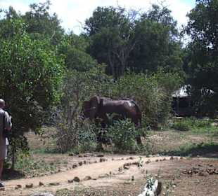 Elefanten direkt in unserem Camp