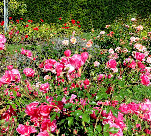 Spaziergang durch das Rosarium des Stadtgartens