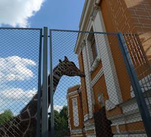 Жираф