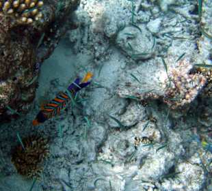 Schöne Unterwasserwelt