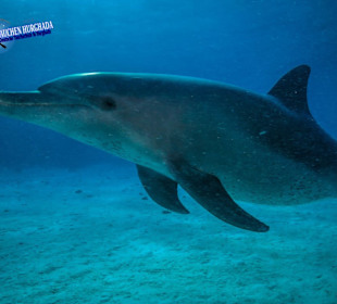 Schnuppertauchen Hurghada