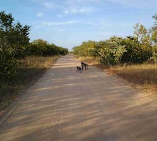 Krüger Nationalpark