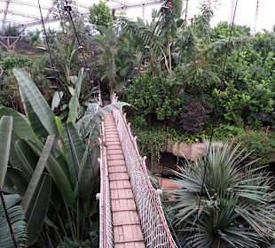 Tropenhaus Gondwanaland II