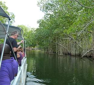 In den Mangroven 