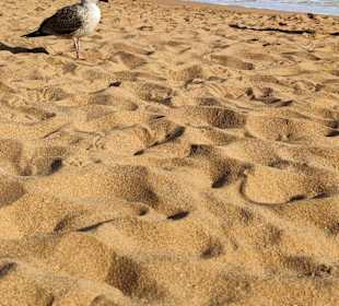 Praia de Nossa Senhora da Rocha