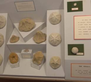 Naturhistorisches Museum