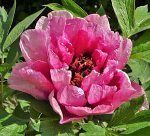 Eindrücke vom Rundgang durch den Berggarten