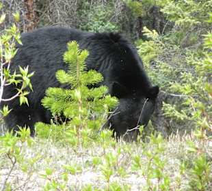 Bär auf der Durchreise