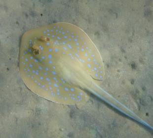 Schnorcheln Marsa Alam