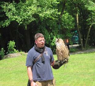 Uhu bei der Greifvogelschow