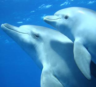 Delfine in Roten Meer