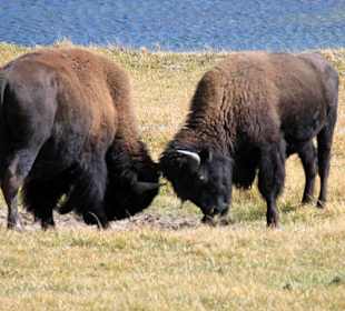 Kämpfende Bisons