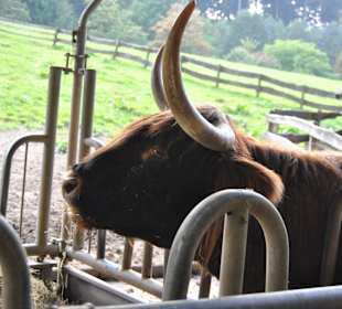 Tierpark Olderdissen